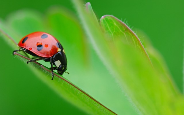 Ladybug on leaf