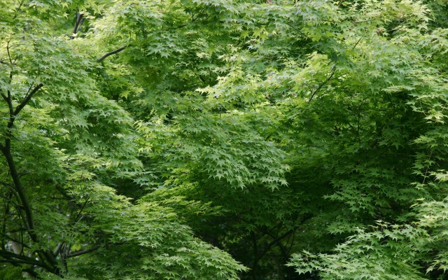 Leaves (Leopard)