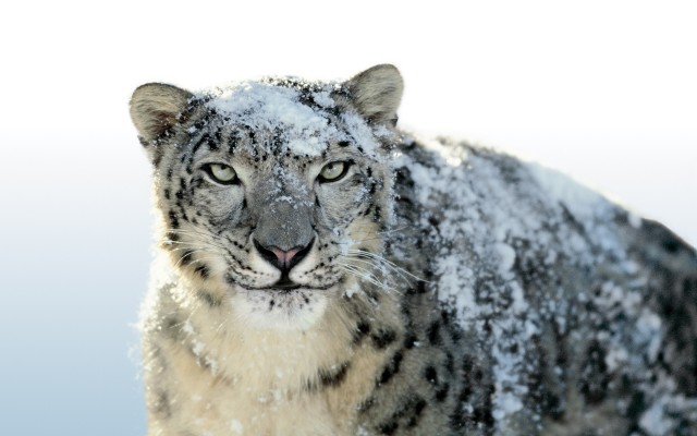 Snow Leopard